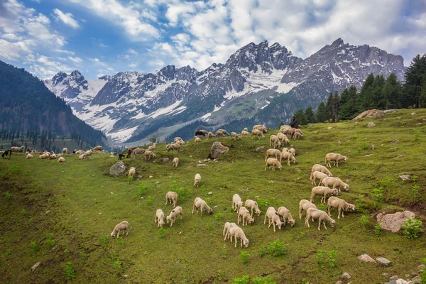 Grazing Goat and Sheep in the mountains — Stock Photo, Image
