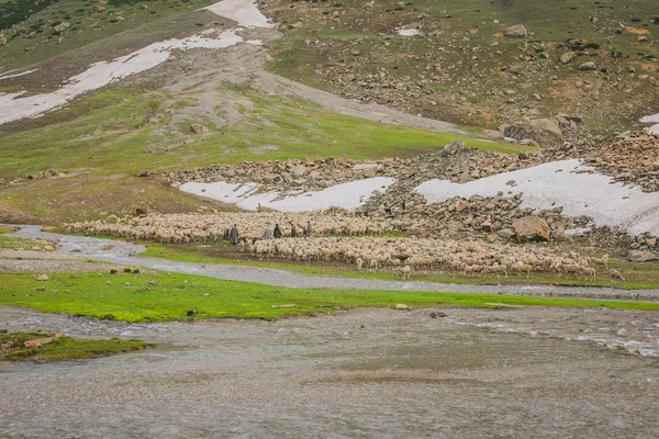 Grazing cabra y oveja en las montañas — Foto de Stock