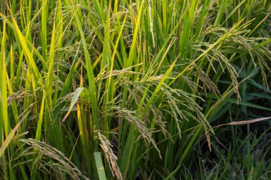 pirinç ürün hasat için neredeyse hazır