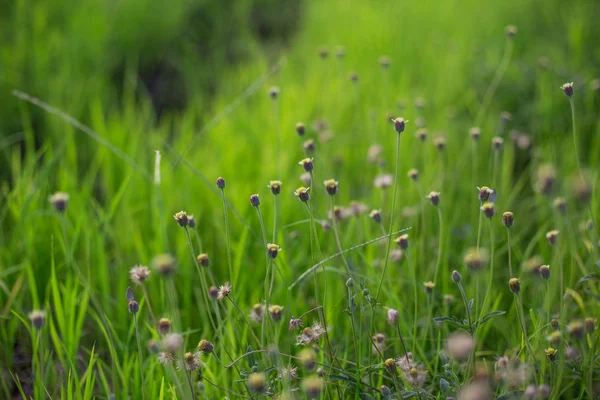 Bloeiende gras — Stockfoto