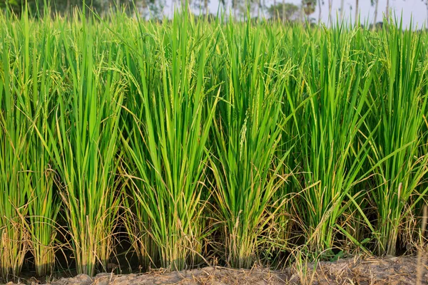 Урожай рису майже готовий до врожаю — стокове фото