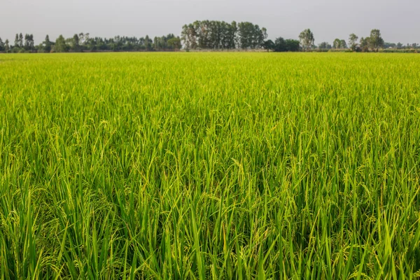 Cultura de arroz quase pronta para a colheita — Fotografia de Stock