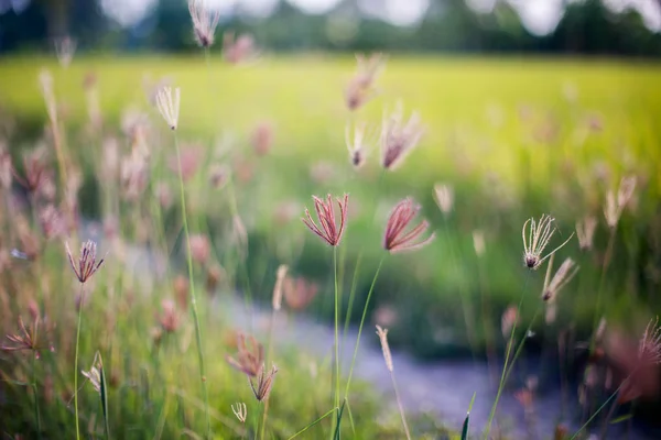 Blühendes Gras — Stockfoto