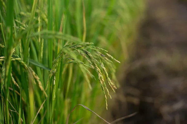 Урожай риса почти готов к сбору урожая — стоковое фото