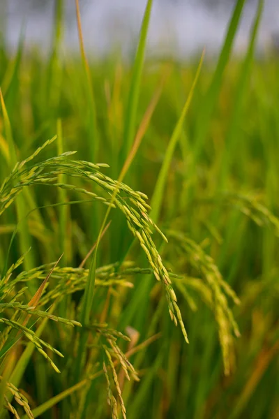 Raccolto di riso quasi pronto per il raccolto — Foto Stock