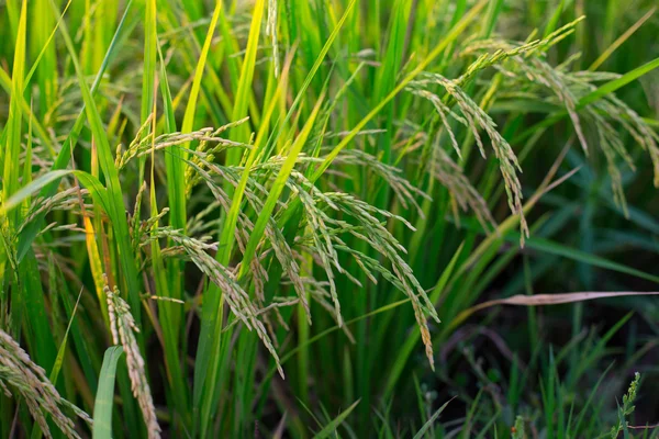 Culture de riz presque prête pour la récolte — Photo