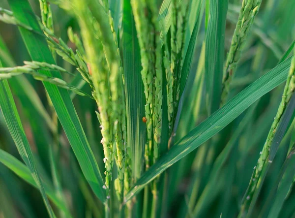 Rijst gewas bijna klaar voor oogst — Stockfoto