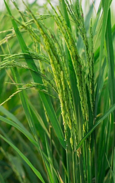 Rijst gewas bijna klaar voor oogst — Stockfoto