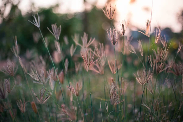 Kvetoucí tráva — Stock fotografie