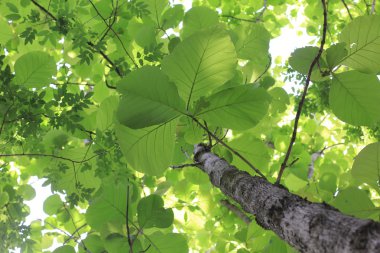 Ağaç orman aşağılardan atış