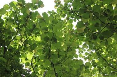 Ağaç orman aşağılardan atış