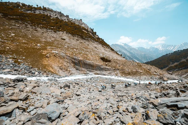 Pâturage Cheval dans les montagnes — Photo