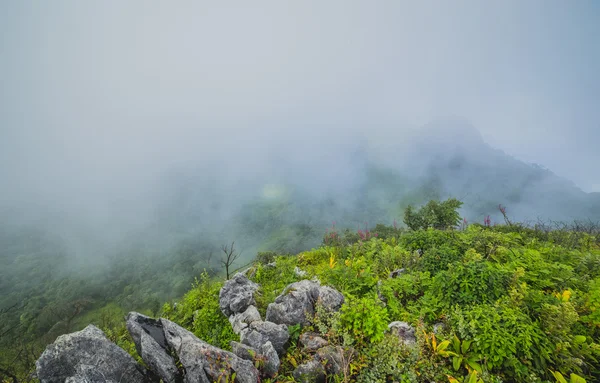 Mattina nebbia a foresta pluviale tropicale — Foto Stock