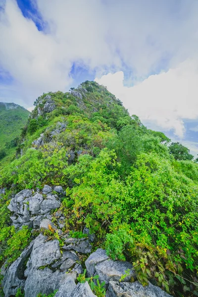 Morning Mist at Tropical rain forest — Stock Photo, Image