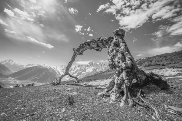 Dead tree — Stock Photo, Image