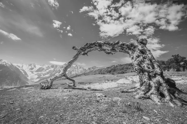 Dead tree — Stock Photo, Image