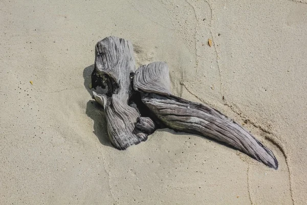 Driftwood on the beach — Stock Photo, Image