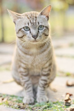 yerli kedi