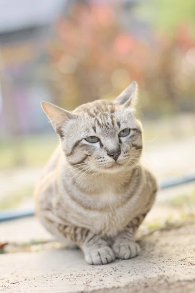 Kucing domestik — Stok Foto