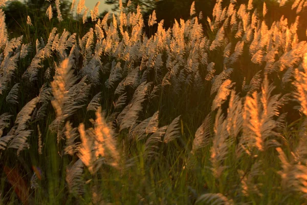 Morning sun shining on wildflowers — Stock Photo, Image