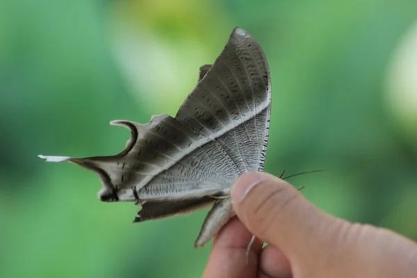 Motyl w rękę — Zdjęcie stockowe