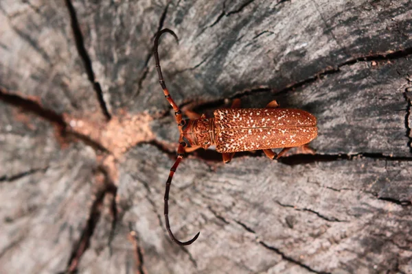 Escarabajo capricornio — Foto de Stock