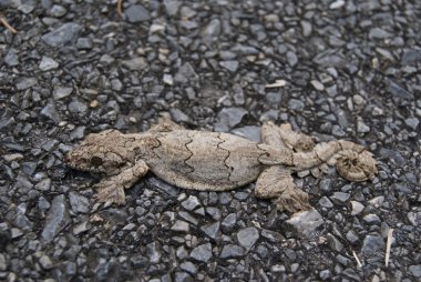 Uçan gecko