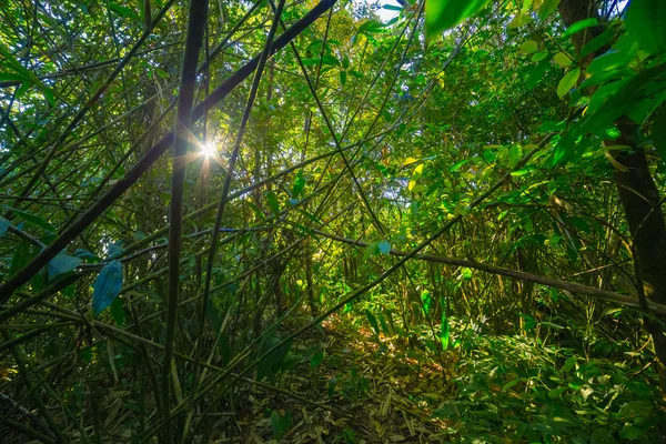 Floresta com o sol por trás — Fotografia de Stock