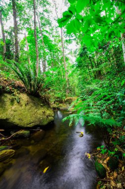 Akış ılıman yağmur ormanı