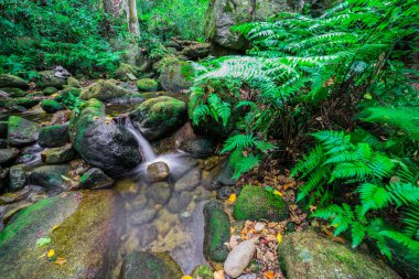 Akış ılıman yağmur ormanı