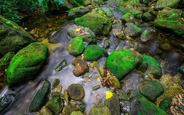 The Stream temperate rain forest — Stock Photo, Image