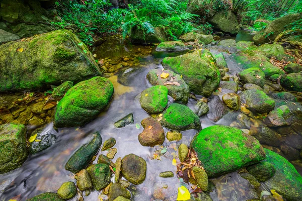 The Stream temperate rain forest — Stock Photo, Image