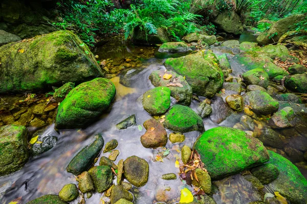 Der Bach gemäßigter Regenwald — Stockfoto