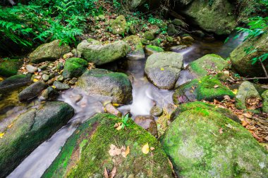 yağmur ormanlarında şelale 