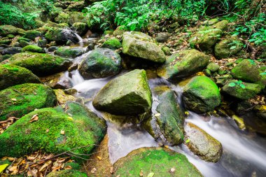 yağmur ormanlarında şelale 