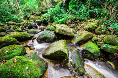 yağmur ormanlarında şelale 