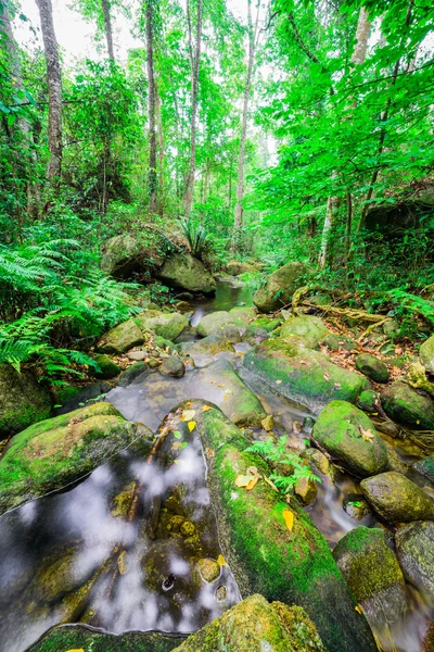 The Stream temperate rain forest — Stock Photo, Image