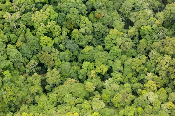 Baumwipfel im Wald — Stockfoto