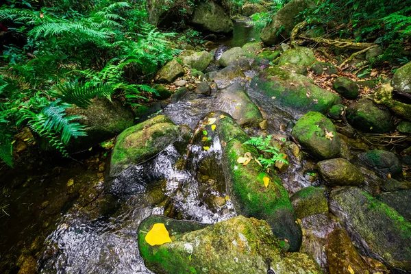 Waterfall in rain forest — Stock Photo, Image