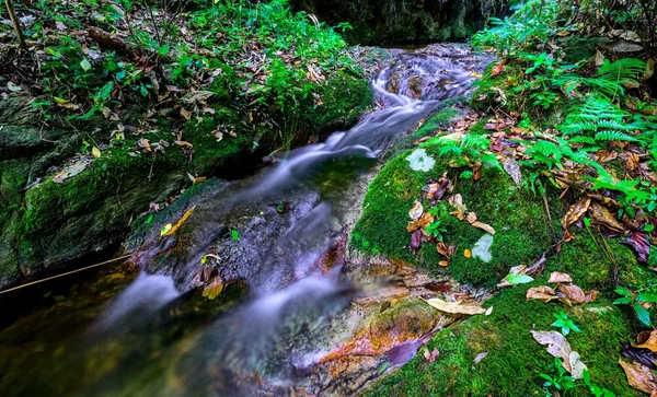 A floresta tropical temperada de Fluxo — Fotografia de Stock