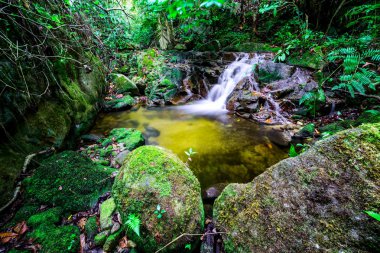 Akış ılıman yağmur ormanı