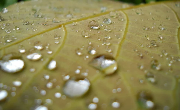 Gotas de lluvia — Foto de Stock