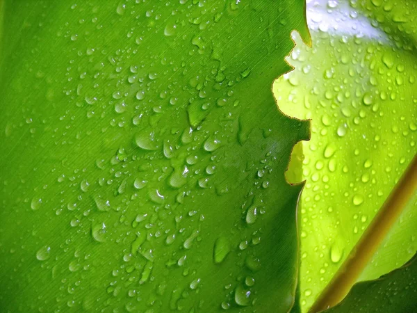 Gota de agua sobre la hoja de plátano —  Fotos de Stock