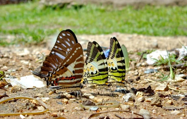 Groupe de papillons — Photo