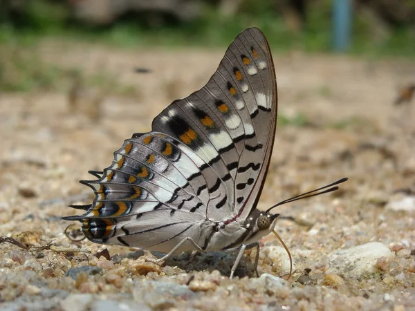 Nahaufnahme von Schmetterling — Stockfoto