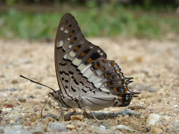 Bliska motyla — Zdjęcie stockowe