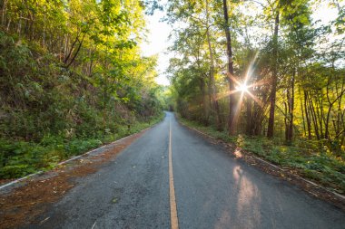 Güneşin ile ormanda yol