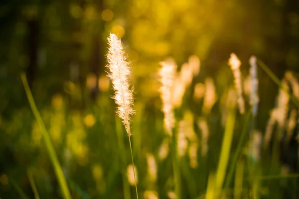 Утреннее солнце, сияющее над полевыми цветами — стоковое фото