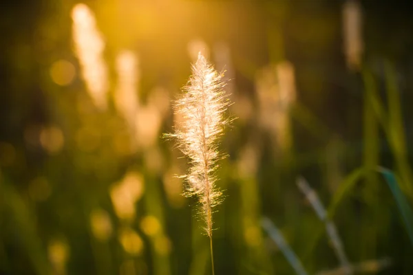 Утреннее солнце, сияющее над полевыми цветами — стоковое фото