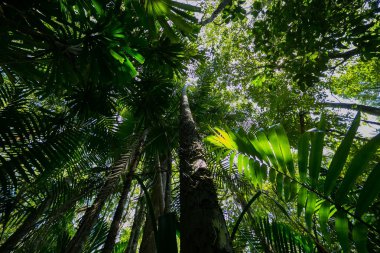 Arkasında güneş olan orman